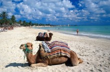 Kamele am Seguia Strand, Insel Djerba, Medenine, Tunesien